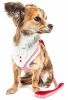 Pet Life Luxe 'Spawling' 2-In-1 Mesh Reversed Adjustable Dog Harness-Leash W/ Fashion Bowtie